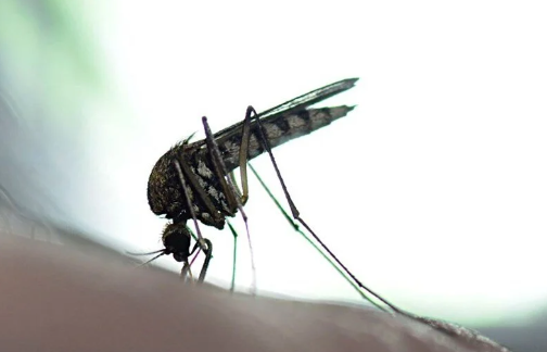 Foto - Bill Gates'ten dehşete düşüren proje! Milyonlarca sivrisineği sokaklara bıraktı, herkes kendine dikkat etsin