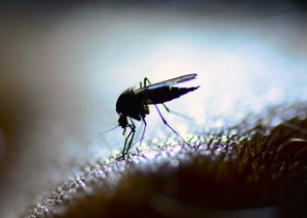 Foto - Bill Gates'ten dehşete düşüren proje! Milyonlarca sivrisineği sokaklara bıraktı, herkes kendine dikkat etsin