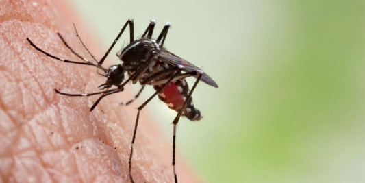 Foto - Bill Gates'ten dehşete düşüren proje! Milyonlarca sivrisineği sokaklara bıraktı, herkes kendine dikkat etsin