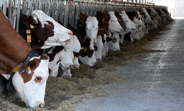 Foto - Bill Gates'ten sinsi plan! Yapay et pompalanmaya başladı