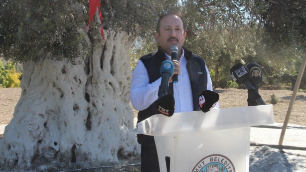 Foto - Bin 300 yıllık ağaç bir ili şaşkına çevirdi! Öyle bir ürün verdi ki...