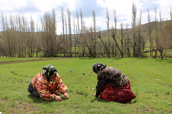 Foto - Bin bir zahmetle tek tek toplanıyor! Kendiliğinden yetişiyor faydası saymakla bitmiyor
