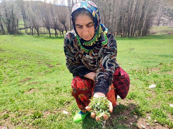Foto - Bin bir zahmetle tek tek toplanıyor! Kendiliğinden yetişiyor faydası saymakla bitmiyor