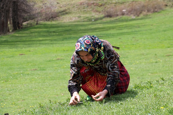 Foto - Bin bir zahmetle tek tek toplanıyor! Kendiliğinden yetişiyor faydası saymakla bitmiyor