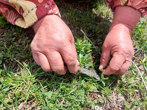 Bin bir zahmetle tek tek toplanıyor! Kendiliğinden yetişiyor faydası saymakla bitmiyor