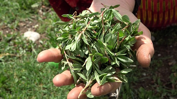 Foto - Bin bir zahmetle tek tek toplanıyor! Kendiliğinden yetişiyor faydası saymakla bitmiyor