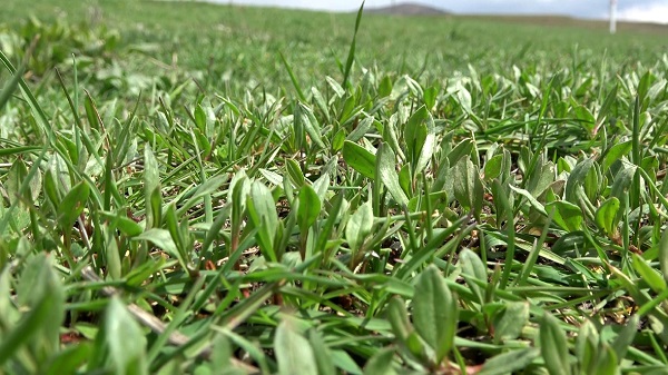 Foto - Bin bir zahmetle tek tek toplanıyor! Kendiliğinden yetişiyor faydası saymakla bitmiyor