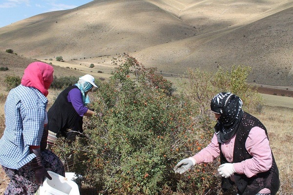Foto - Bin derde deva! Tam bir C vitamini deposu