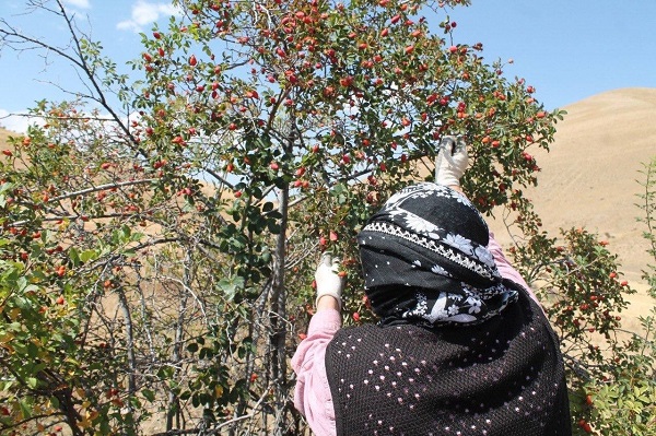 Foto - Bin derde deva! Tam bir C vitamini deposu