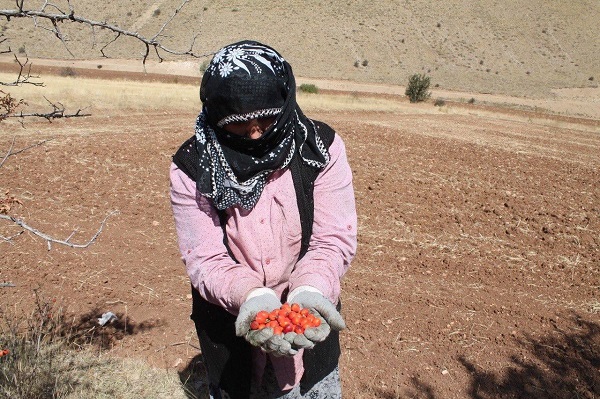 Bin derde deva! Tam bir C vitamini deposu