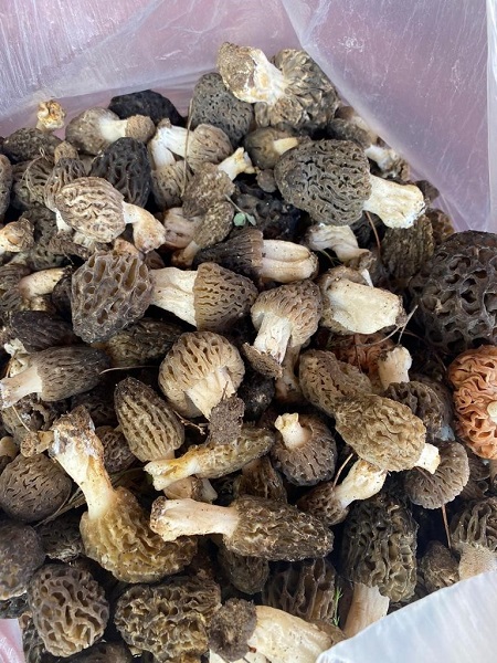 Foto - Binbir zahmetle toplanıyor! Öyle nadir bulunuyor ki kilosu 600 TL