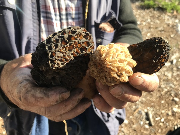 Foto - Binbir zahmetle toplanıyor! Öyle nadir bulunuyor ki kilosu 600 TL