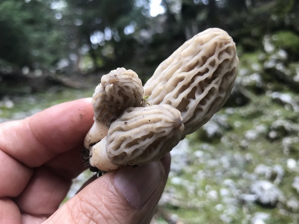 Foto - Binbir zahmetle toplanıyor! Öyle nadir bulunuyor ki kilosu 600 TL