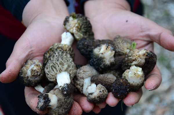 Foto - Binbir zahmetle toplanıyor! Öyle nadir bulunuyor ki kilosu 600 TL