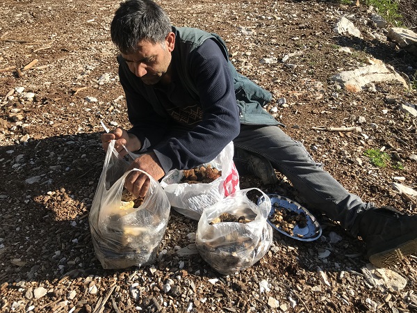 Foto - Binbir zahmetle toplanıyor! Öyle nadir bulunuyor ki kilosu 600 TL