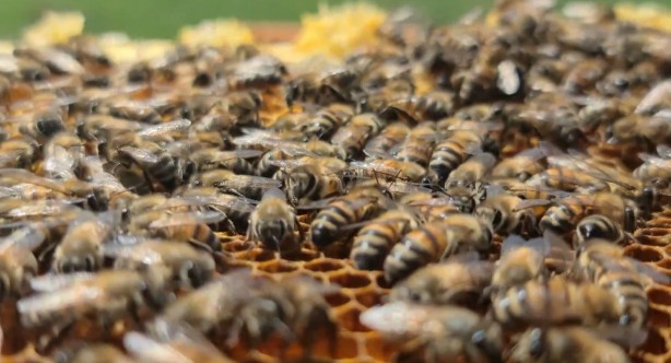 Bingöl Balı, Avrupa Birliği’nin tescillediği ilk bal oldu
