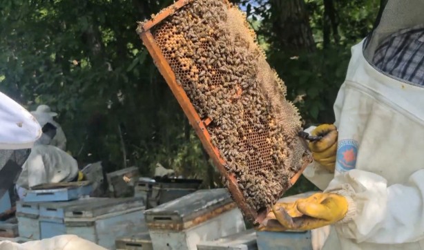 Foto - Bingöl Balı, Avrupa Birliği’nin tescillediği ilk bal oldu