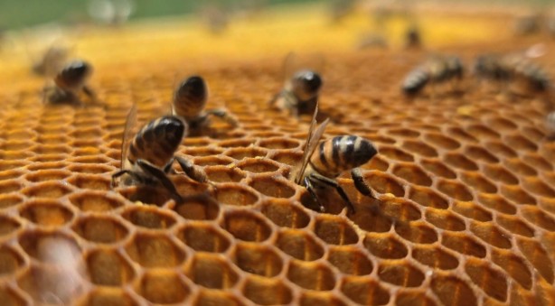 Foto - Bingöl Balı, Avrupa Birliği’nin tescillediği ilk bal oldu