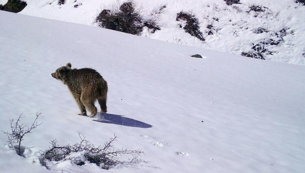 Foto - Bingöl'de nefes kesen görüntüler