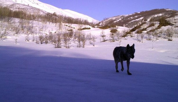 Foto - Bingöl'de nefes kesen görüntüler