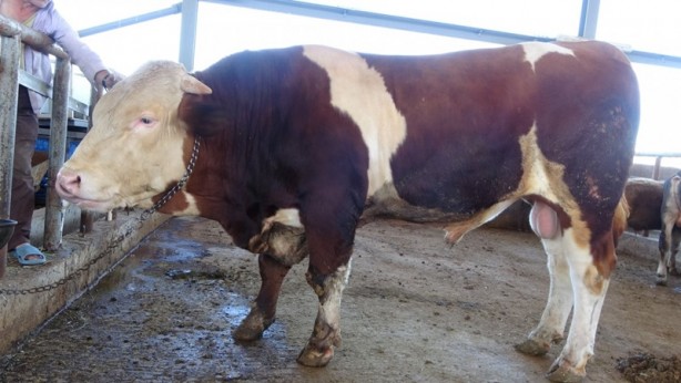 Foto - Bingol'ün en pahalı kurbanlığı: Fiyatı dudak uçuklattı
