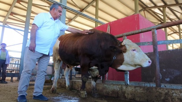 Bingol'ün en pahalı kurbanlığı: Fiyatı dudak uçuklattı