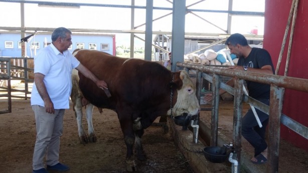 Foto - Bingol'ün en pahalı kurbanlığı: Fiyatı dudak uçuklattı