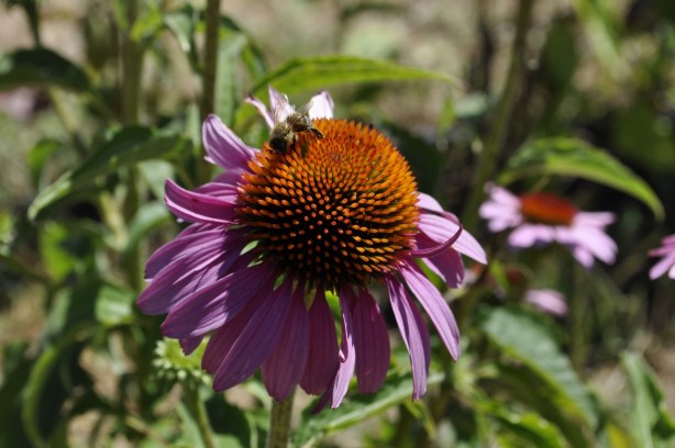 Foto - Binlerce arının üzerine yatan, daha dinç kalkıyor