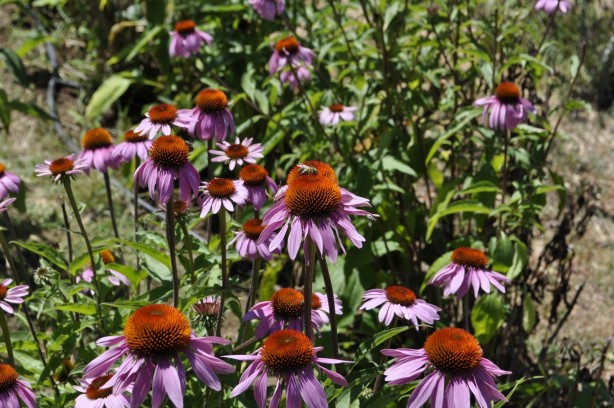 Foto - Binlerce arının üzerine yatan, daha dinç kalkıyor