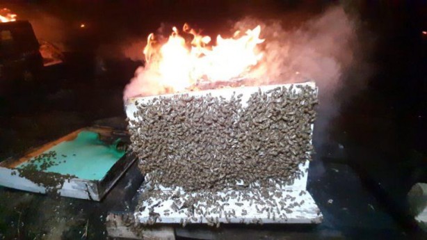 Foto - Binlerce arıyı yanmaktan kurtardı