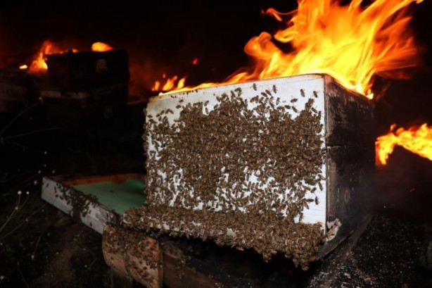 Foto - Binlerce arıyı yanmaktan kurtardı