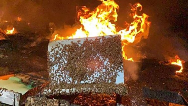 Foto - Binlerce arıyı yanmaktan kurtardı