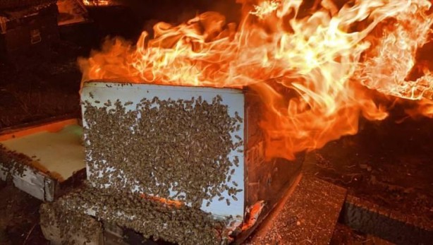 Foto - Binlerce arıyı yanmaktan kurtardı