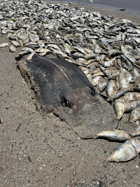 Foto - Binlerce balık kıyıya vurdu