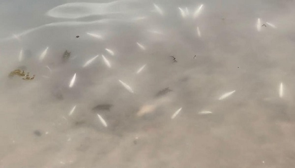 Foto - Binlerce balık kıyıya vurdu