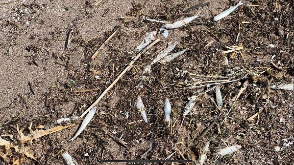 Foto - Binlerce balık kıyıya vurdu