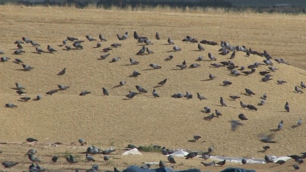 Foto - Binlerce güvercin buğday pazarını mesken tuttu