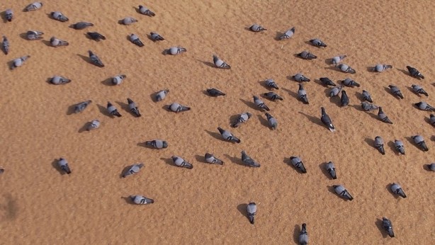 Foto - Binlerce güvercin buğday pazarını mesken tuttu