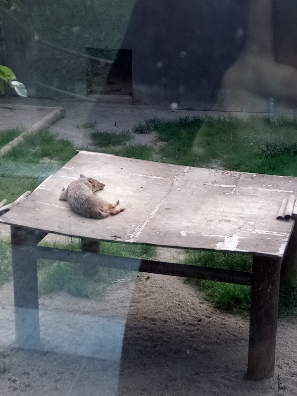 Foto - Binlerce hayvana ev sahipliği yapıyor: Faruk Yalçın Hayvanat Bahçesi ve Botanik Parkı