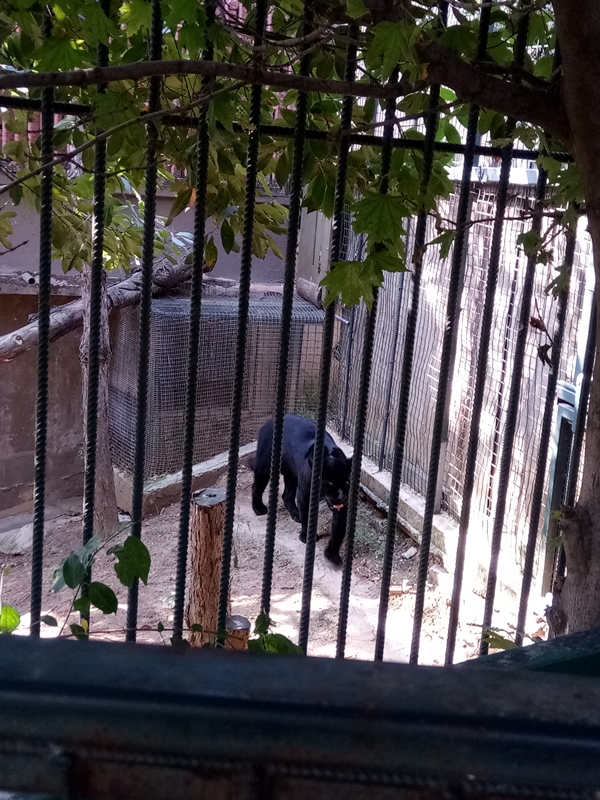 Foto - Binlerce hayvana ev sahipliği yapıyor: Faruk Yalçın Hayvanat Bahçesi ve Botanik Parkı