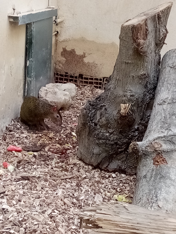 Foto - Binlerce hayvana ev sahipliği yapıyor: Faruk Yalçın Hayvanat Bahçesi ve Botanik Parkı