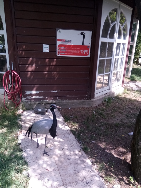 Foto - Binlerce hayvana ev sahipliği yapıyor: Faruk Yalçın Hayvanat Bahçesi ve Botanik Parkı