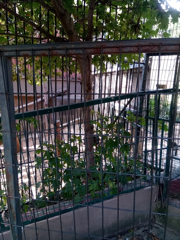 Foto - Binlerce hayvana ev sahipliği yapıyor: Faruk Yalçın Hayvanat Bahçesi ve Botanik Parkı