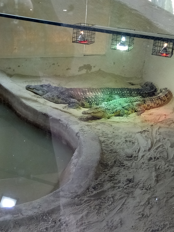 Foto - Binlerce hayvana ev sahipliği yapıyor: Faruk Yalçın Hayvanat Bahçesi ve Botanik Parkı