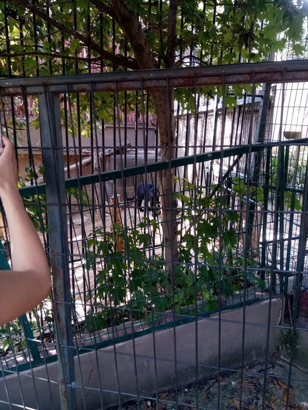 Foto - Binlerce hayvana ev sahipliği yapıyor: Faruk Yalçın Hayvanat Bahçesi ve Botanik Parkı