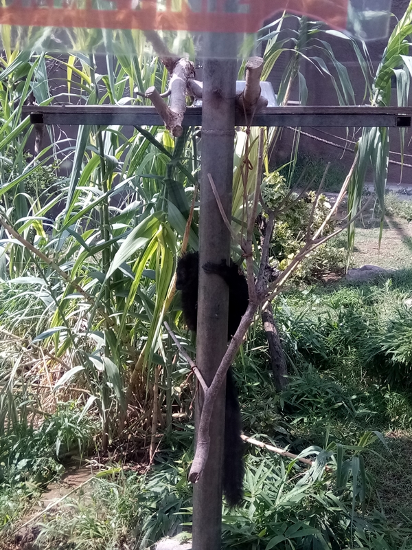 Foto - Binlerce hayvana ev sahipliği yapıyor: Faruk Yalçın Hayvanat Bahçesi ve Botanik Parkı