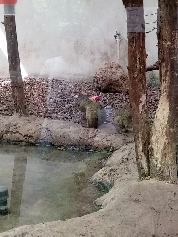 Foto - Binlerce hayvana ev sahipliği yapıyor: Faruk Yalçın Hayvanat Bahçesi ve Botanik Parkı