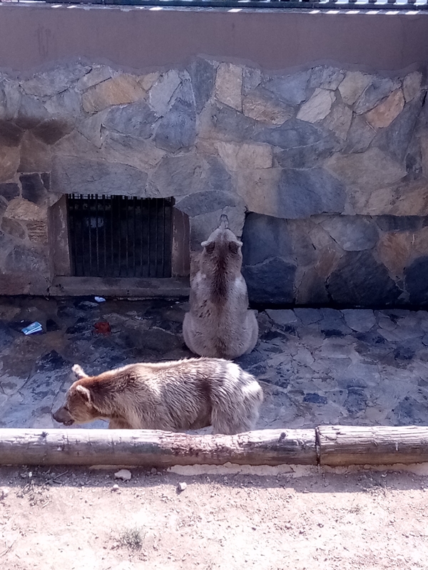 Foto - Binlerce hayvana ev sahipliği yapıyor: Faruk Yalçın Hayvanat Bahçesi ve Botanik Parkı