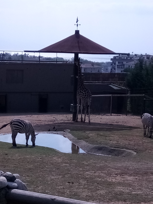Foto - Binlerce hayvana ev sahipliği yapıyor: Faruk Yalçın Hayvanat Bahçesi ve Botanik Parkı
