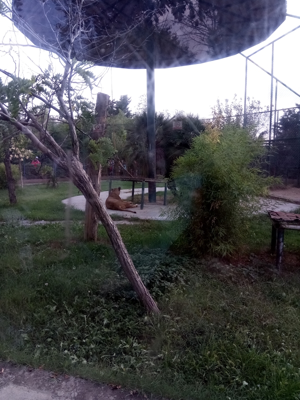 Foto - Binlerce hayvana ev sahipliği yapıyor: Faruk Yalçın Hayvanat Bahçesi ve Botanik Parkı